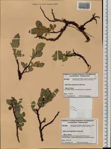 Salix recurvigemmata A. K. Skvortsov, Siberia, Central Siberia (S3) (Russia)