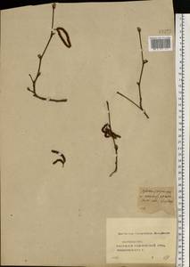 Corylus avellana L., Eastern Europe, Central forest-and-steppe region (E6) (Russia)