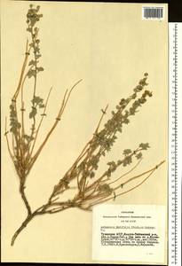 Artemisia rutifolia Steph. ex Spreng., Siberia, Altai & Sayany Mountains (S2) (Russia)