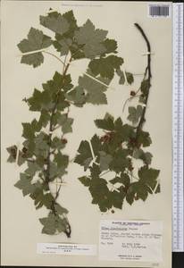 Ribes glandulosum Grauer, America (AMER) (Canada)