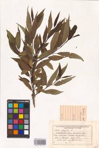 Salix fragilis L., Eastern Europe, West Ukrainian region (E13) (Ukraine)