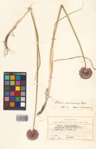 Allium maximowiczii Regel, Siberia, Russian Far East (S6) (Russia)