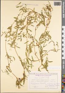 Vicia sativa subsp. nigra (L.)Ehrh., Caucasus, Georgia (K4) (Georgia)