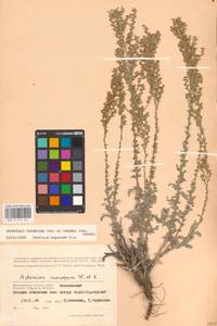 Artemisia lercheana Weber ex Stechm., Eastern Europe, Lower Volga region (E9) (Russia)