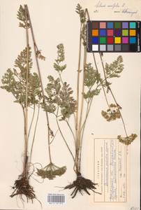 Selinum carvifolia (L.) L., Eastern Europe, North-Western region (E2) (Russia)