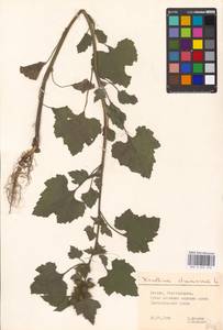 Xanthium strumarium L., Eastern Europe, Moscow region (E4a) (Russia)