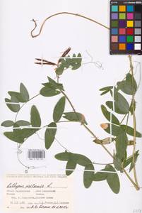 Lathyrus pisiformis L., Eastern Europe, Lower Volga region (E9) (Russia)