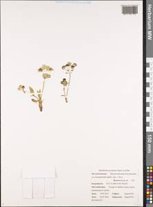 Bupleurum triradiatum Adams ex Hoffm., Siberia, Chukotka & Kamchatka (S7) (Russia)