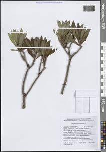 Daphne mezereum L., Western Europe (EUR) (Spain)