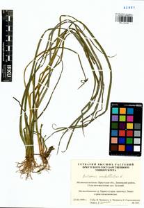 Butomus umbellatus L., Siberia, Baikal & Transbaikal region (S4) (Russia)