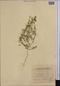 Corispermum lehmannianum Bunge, Middle Asia, Syr-Darian deserts & Kyzylkum (M7) (Kazakhstan)