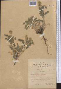 Oxytropis pilosa (L.) DC., Middle Asia, Northern & Central Kazakhstan (M10) (Kazakhstan)