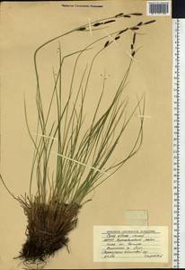 Carex nigra subsp. juncea (Fr.) Soó, Siberia, Yakutia (S5) (Russia)