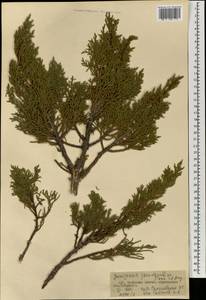 Juniperus pseudosabina Fisch. & C.A.Mey., Mongolia (MONG) (Mongolia)