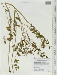 Astragalus schelichowii Turcz., Siberia, Russian Far East (S6) (Russia)
