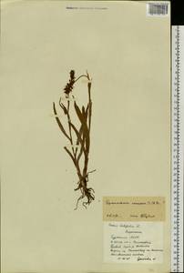 Gymnadenia conopsea (L.) R.Br., Siberia, Baikal & Transbaikal region (S4) (Russia)