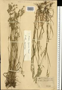Bromus japonicus Houtt., Eastern Europe, Central forest-and-steppe region (E6) (Russia)