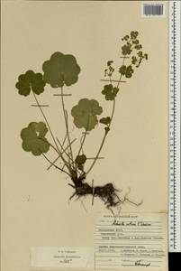 Alchemilla ventiana V. N. Tikhom., Eastern Europe, Middle Volga region (E8) (Russia)