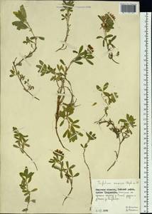 Trifolium eximium DC., Siberia, Russian Far East (S6) (Russia)