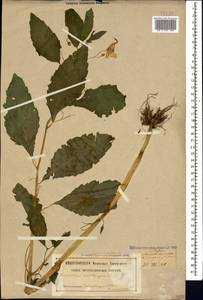 Impatiens noli-tangere L., Caucasus, Georgia (K4) (Georgia)