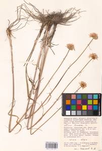 Allium lineare L., Middle Asia, Caspian Ustyurt & Northern Aralia (M8) (Kazakhstan)