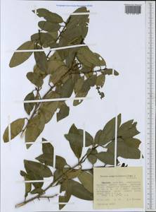 Vepris simplicifolia (I. Verd.) W. Mziray, Africa (AFR) (Ethiopia)