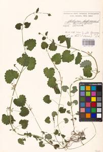 Glechoma hederacea L., Eastern Europe, Moscow region (E4a) (Russia)