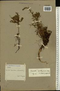 Cuscuta epithymum (L.) L., Eastern Europe, Eastern region (E10) (Russia)