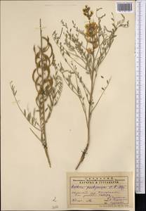 Sophora pachycarpa C.A.Mey., Middle Asia, Pamir & Pamiro-Alai (M2) (Uzbekistan)
