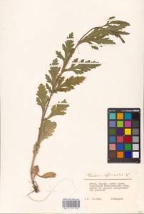 MHA 0 153 978, Verbena officinalis L., Eastern Europe, Lithuania (E2a) (Lithuania)