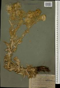 Cirsium echinus (M. Bieb.) Sch. Bip., Caucasus, Azerbaijan (K6) (Azerbaijan)
