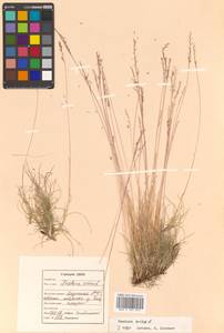 Festuca ovina L., Siberia, Yakutia (S5) (Russia)