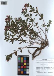 KUZ 000 833, Trifolium lupinaster L., Siberia, Altai & Sayany Mountains (S2) (Russia)