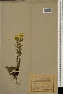 Helichrysum plicatum, Caucasus, Azerbaijan (K6) (Azerbaijan)