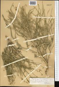 Sisymbrium subspinescens Bunge, Middle Asia, Northern & Central Tian Shan (M4) (Kazakhstan)