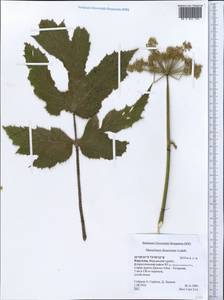 Heracleum dissectum Ledeb., Middle Asia, Northern & Central Tian Shan (M4) (Kyrgyzstan)