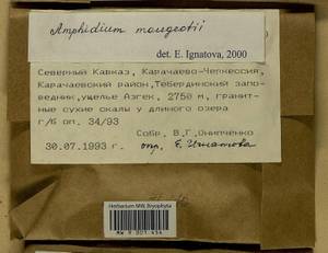 Amphidium mougeotii (Bruch & Schimp.) Schimp., Bryophytes, Bryophytes - North Caucasus & Ciscaucasia (B12) (Russia)