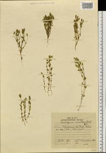 Lomatogonium carinthiacum (Wulfen) Rchb., Siberia, Russian Far East (S6) (Russia)
