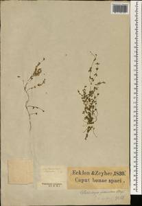 Wahlenbergia procumbens (L.f.) A.DC., Africa (AFR) (South Africa)