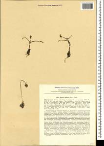 Muscari pallens (M.Bieb.) Fisch., Caucasus, Stavropol Krai, Karachay-Cherkessia & Kabardino-Balkaria (K1b) (Russia)