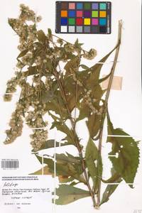 Solidago, Eastern Europe, Moscow region (E4a) (Russia)