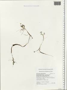 Ranunculus trichophyllus Chaix, Eastern Europe, Northern region (E1) (Russia)