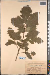 Quercus petraea (Matt.) Liebl., Caucasus, Krasnodar Krai & Adygea (K1a) (Russia)