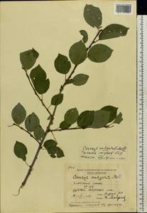 Prunus cerasus subsp. cerasus, Eastern Europe, Moldova (E13a) (Moldova)