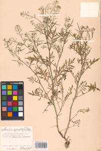 Rorippa sylvestris (L.) Besser, Eastern Europe, Moscow region (E4a) (Russia)