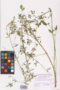 Melilotus officinalis (L.) Lam., Eastern Europe, Lower Volga region (E9) (Russia)