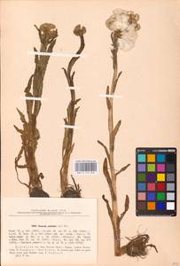Tephroseris palustris (L.) Fourr., Eastern Europe, North-Western region (E2) (Russia)