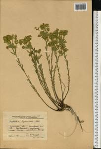 Euphorbia seguieriana Neck., Eastern Europe, North Ukrainian region (E11) (Ukraine)