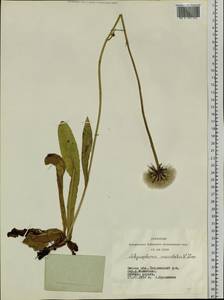 Trommsdorffia maculata (L.) Bernh., Siberia, Western Siberia (S1) (Russia)