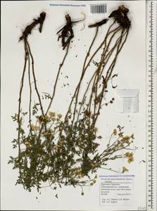Tanacetum peucedanifolium (Sosn.) K. Bremer & Humphries, Caucasus, Stavropol Krai, Karachay-Cherkessia & Kabardino-Balkaria (K1b) (Russia)